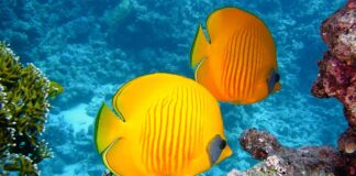 Jak łowić ryby pod lodem?