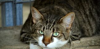 Na co najlepiej bierze makrela? Na co najlepiej bierze makrela?