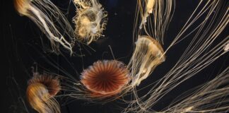 Czy platforma wibracyjna przeciwwskazania? Czy platforma wibracyjna przeciwwskazania?