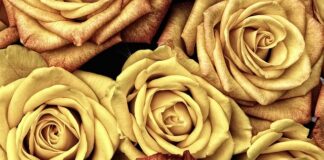 Czym się rożni rower MTB od Cross? Czym się rożni rower MTB od Cross?