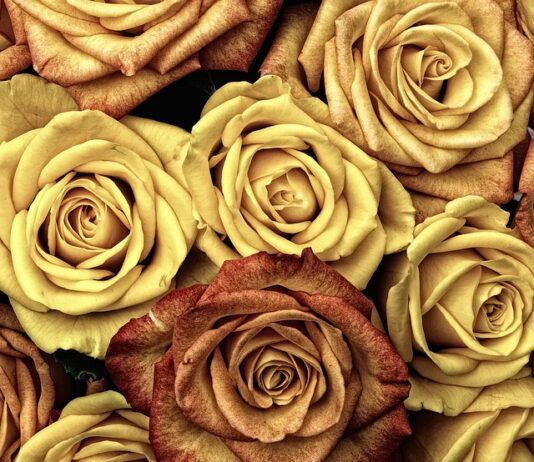 Czym się rożni rower MTB od Cross? Czym się rożni rower MTB od Cross?