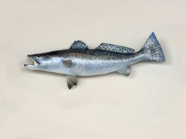 Kiedy żeruje troć?