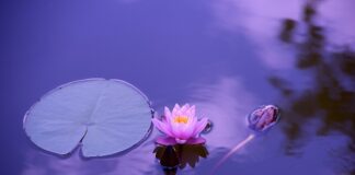 Co kupić do jogi? Co kupić do jogi?