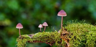 Jakie są trzy rodzaje map?