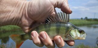 Kiedy najlepiej biorą okonie?