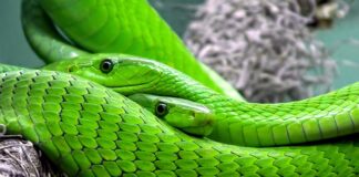 Jak obliczyć skalę 1 do 1000?