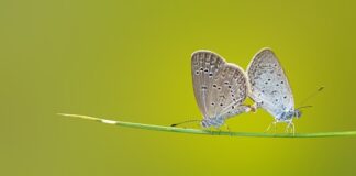 Jak zrobić motyle mięśnie?